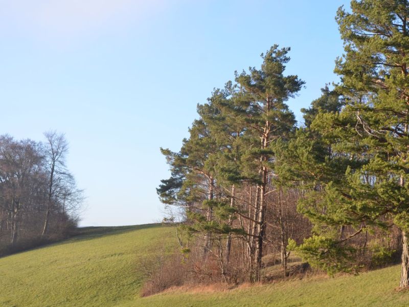 klausfliegen 2015  