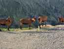 tschente2026  